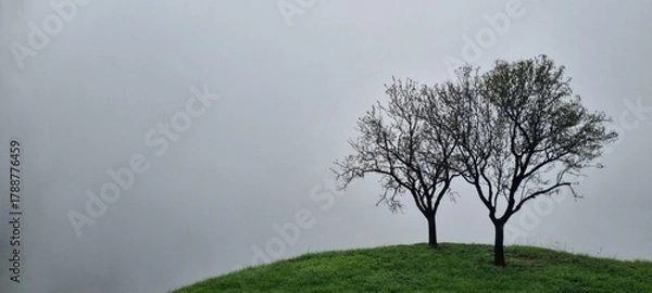 Fototapeta Misty Hill with Two Bare Trees in Dense Fog