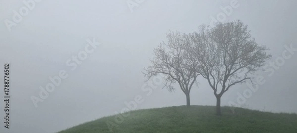 Fototapeta Minimalist landscape photograph featuring two bare trees standing on a small grassy hill surrounded by dense fog