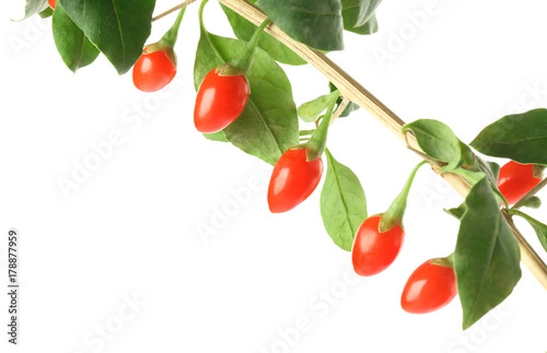 Fototapeta Twig with goji berries on white background