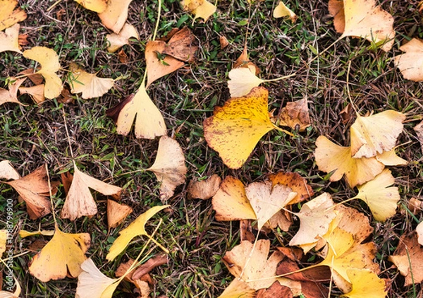 Obraz Fallen autumn ginkgo leaves.
