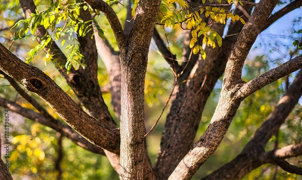 Obraz Branches of a maple tree in the fall