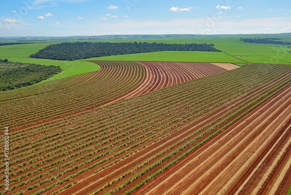 Obraz Vista aérea de plantações