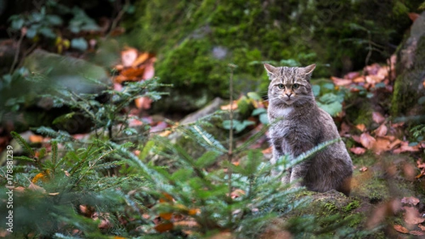 Fototapeta Wild cat (Felis silvestris) in European forest. Image with space for a text