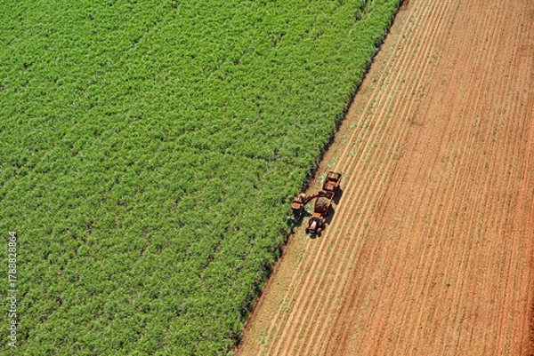 Obraz Colheita em canavial