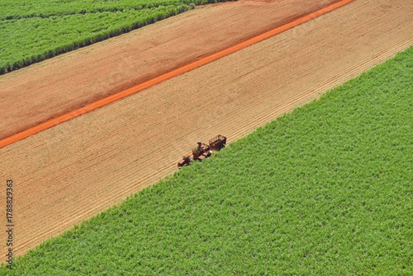 Obraz Colheita em canavial