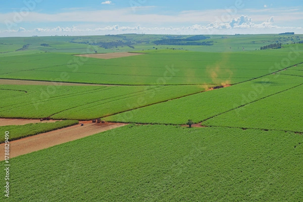 Obraz Colheita em canavial