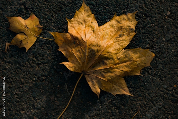 Obraz A close-up of fallen autumn leaves illuminated by warm sunlight. Golden and amber tones with soft bokeh and sun flares create a peaceful seasonal atmosphere.