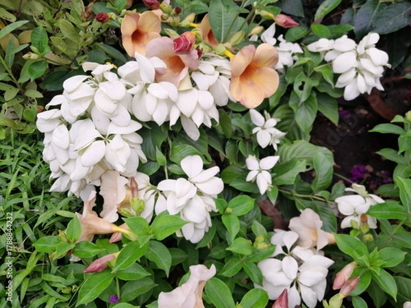 Fototapeta Allamanda flowers, and White Mussaenda flowers in garden. Mussaenda philippica flowers with allamanda blossoms. 