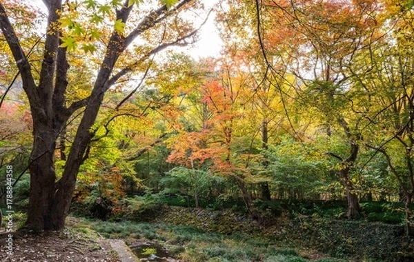 Obraz 한국의 사계절 중 가을 단풍 풍경,고창 선운사 도솔천의 단풍
