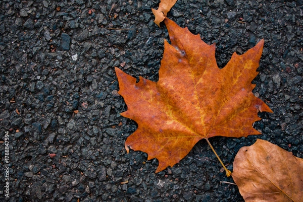 Obraz A close-up of fallen autumn leaves illuminated by warm sunlight. Golden and amber tones with soft bokeh and sun flares create a peaceful seasonal atmosphere.