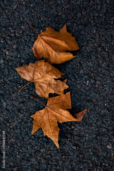 Obraz A close-up of fallen autumn leaves illuminated by warm sunlight. Golden and amber tones with soft bokeh and sun flares create a peaceful seasonal atmosphere.