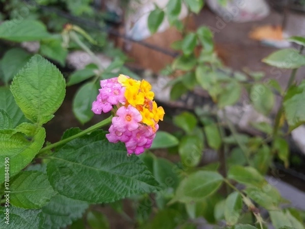 Fototapeta Lantana camara multicoloured flowers with green leaves. Lantana camara clustered bloom.