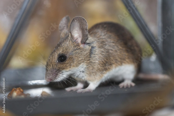 Obraz Feldmaus in der Laterne