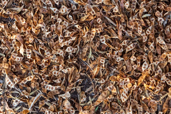 Fototapeta High-angle close-up texture of dried, brown, seed pods littering the ground, creating a natural abstract pattern.