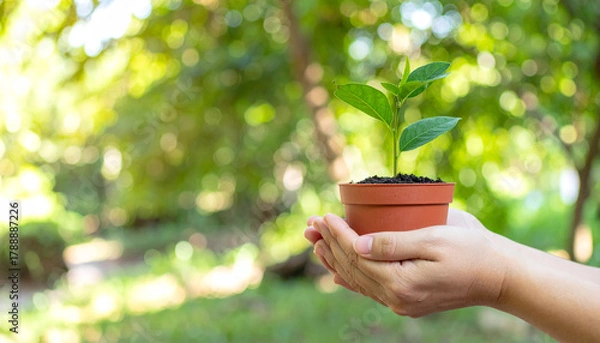 Fototapeta Hands holding a small green plant in a pot with a blurred background of green foliage and sunlight