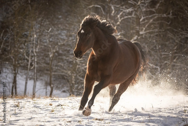 Fototapeta Pferd im Schnee