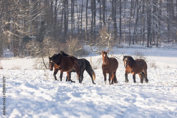 Fototapeta Pferd im Schnee