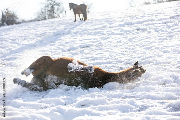 Fototapeta Pferd im Schnee