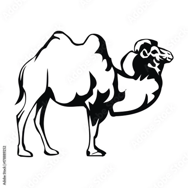Obraz camel