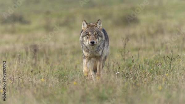 Obraz wolf in the grass