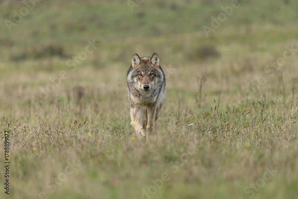Obraz wolf in the grass