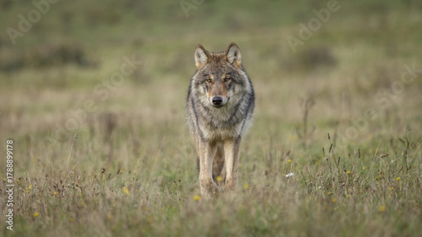 Obraz wolf in the grass