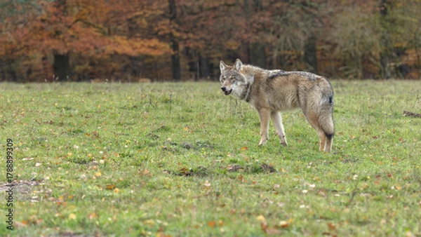 Obraz wolf in the woods