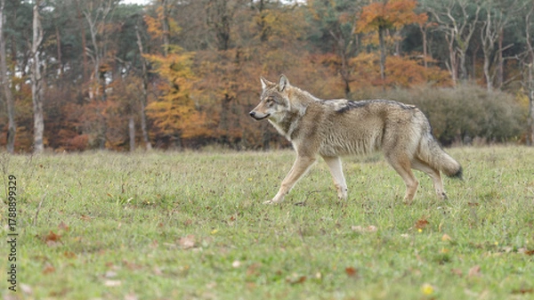 Obraz wolf in the woods