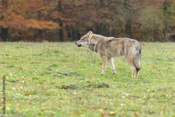 Obraz gray wolf in the woods