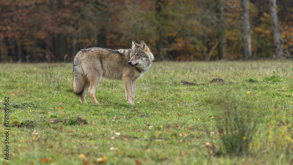 Obraz wolf in forest