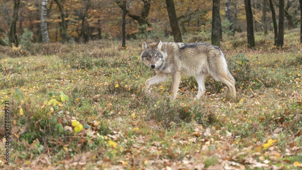 Obraz wolf in the woods