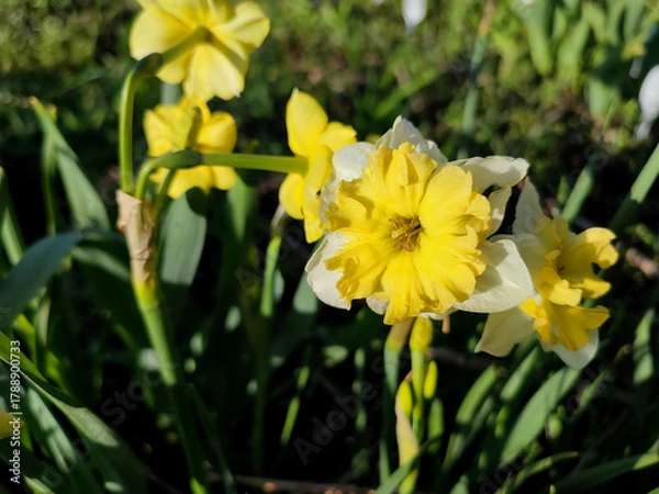 Fototapeta Flower narcissus. Blooming narcissus flower with many yellow white petals in inflorescence close-up. Blooming daffodil flower with green leaves growing in ground on spring morning. Narcissus