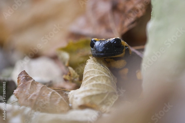 Obraz Feuersalamander im Herbstkleid
