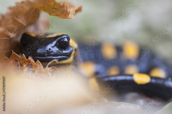 Obraz Feuersalamander im Herbstkleid