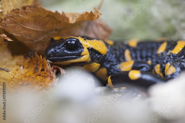 Obraz Feuersalamander im Herbstkleid