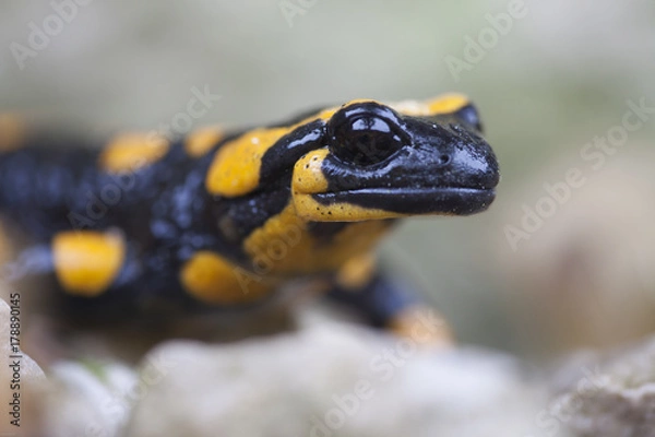 Obraz Feuersalamander im Herbstkleid