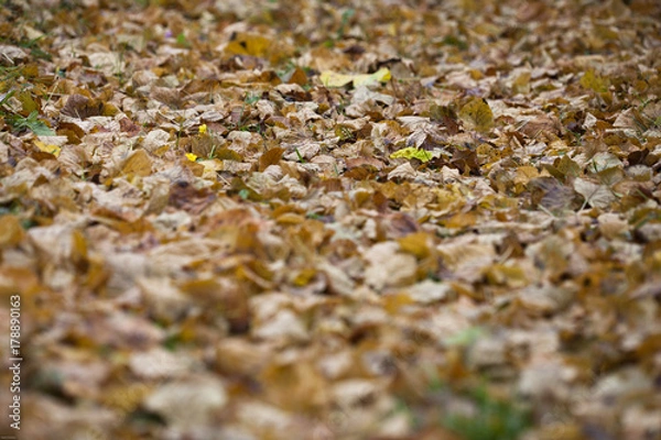 Obraz Raschelndes Blätterbett