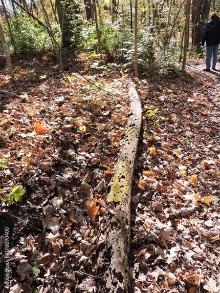 Fototapeta Fall 2017