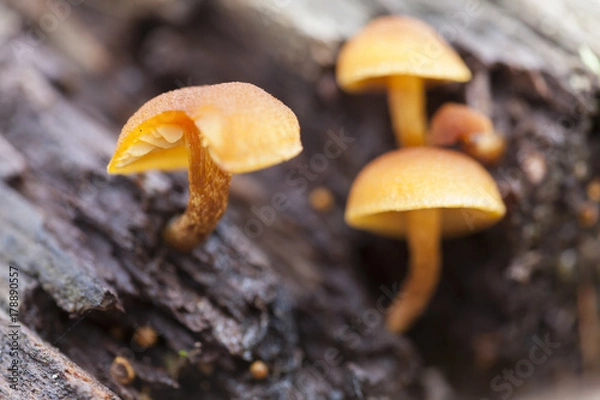 Obraz gelbe Pilze
