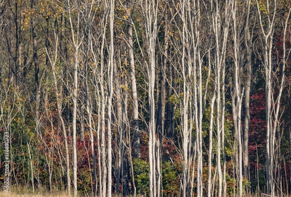 Obraz Fall in Northern Virginia