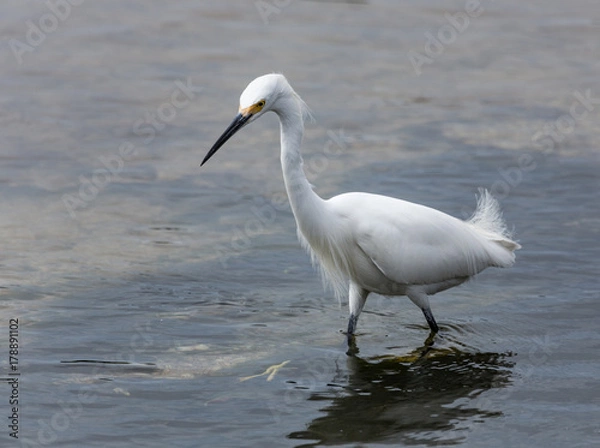 Obraz Snowy Egret Wading