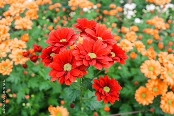 Fototapeta flowers chrysanthemum, Chrysanthemum wallpaper, chrysanthemums in autumn, Beautiful chrysanthemum as background picture, The splendor of death,  Field filled with chemicals