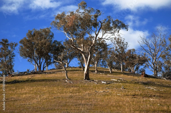 Fototapeta Australian Landscape