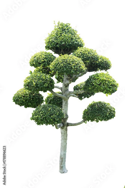 Fototapeta Siamese rough bush, Tooth brush tree, Streblus asper isolated on white background with clipping path