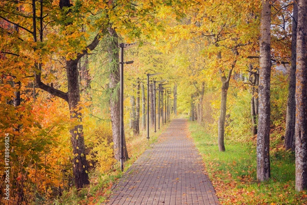 Obraz Trees by the path in the park.