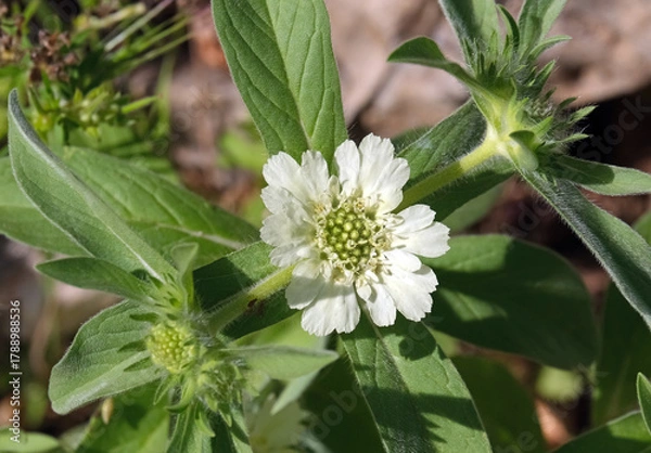 Fototapeta Blooming Perennial Scabious (lat.- Lomelosia caucasica)