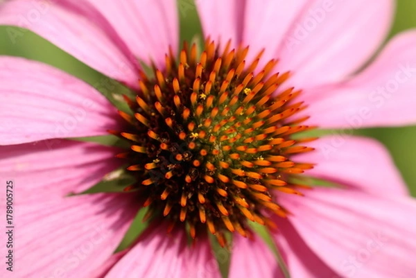 Fototapeta A detailed macro of a Common Coneflower (Echinacea purpurea) showing its spiny central disk and pink petals. Useful for botanical study, pollination visuals, or scientific reference.