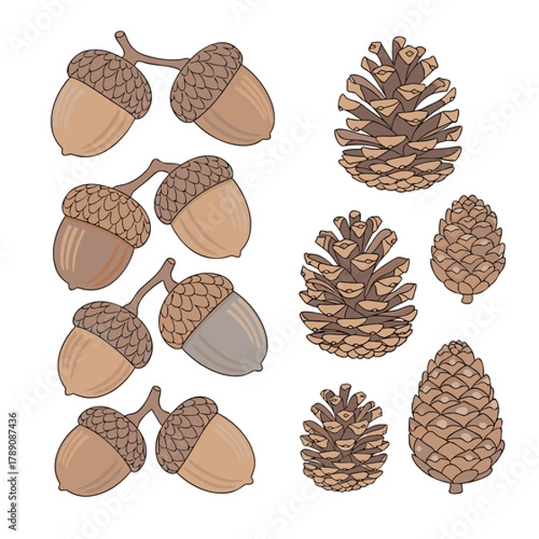 Fototapeta Acorns and Pinecones