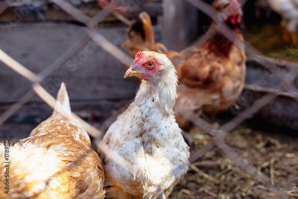 Fototapeta Portrait of a chicken behind a metal mesh on a farm.