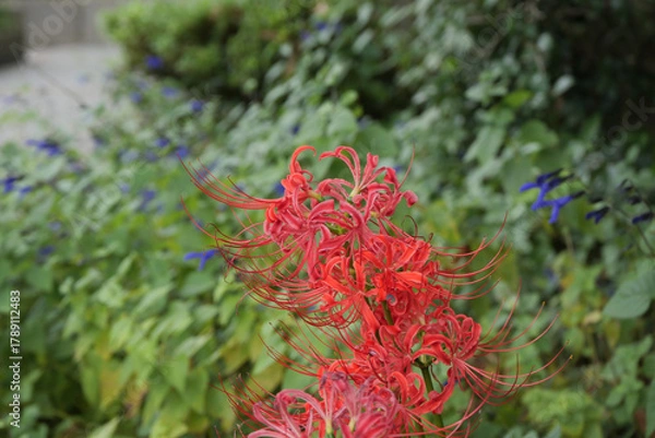 Obraz 曼珠沙華（彼岸花）